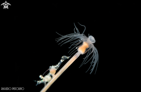 A Hydrozoa and shrimp