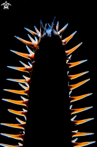 A Astropecten aranciacus | Stella corazzata