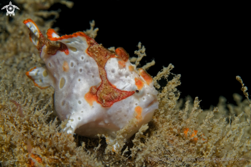 A Clown Froggfish