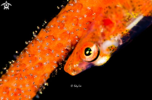 A Goby with eggs