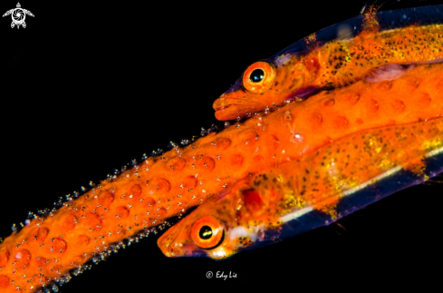 A Goby with eggs