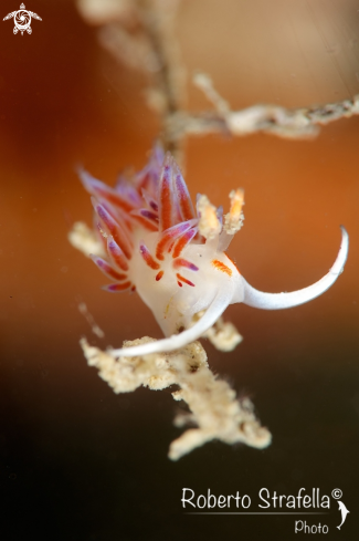 A Cratena peregrina | Cratena peregrina