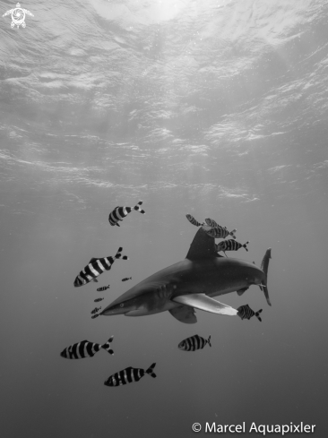 A Oceanic White Tip Shark