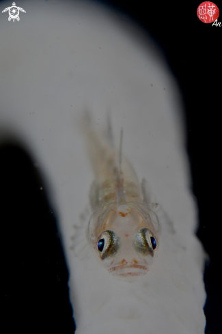 A Juvenile whip coral goby