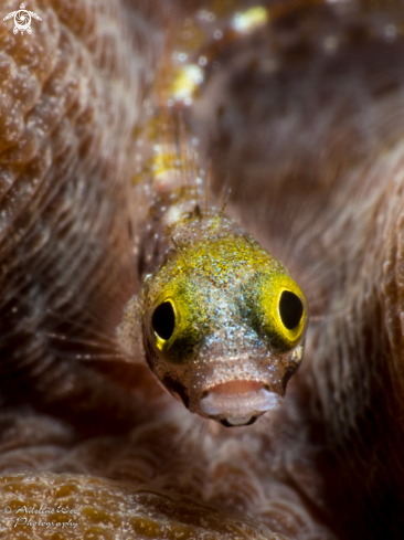 A Acanthemblemaria maria | Secretary blenny