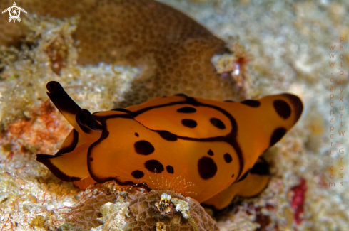 A Berthella martensi  | Berthella martensi 