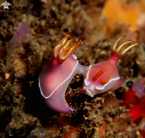 A hypselodoris