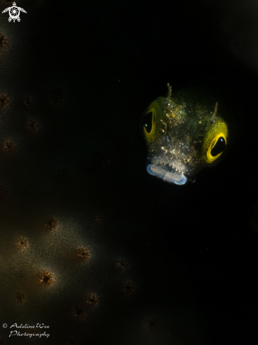 A Secretary blenny