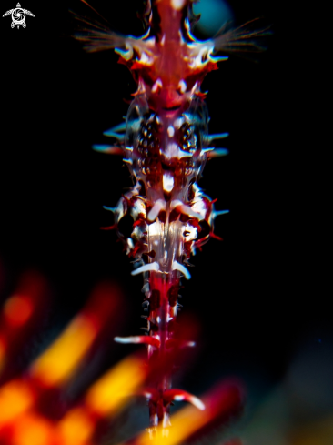 A Ornate Ghost Pipefish