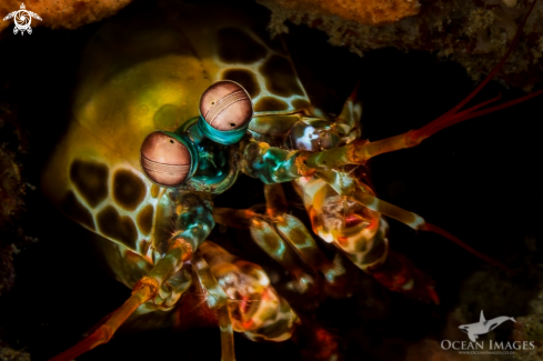 A Mantis Shrimp