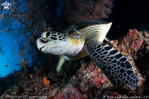 A Maldive's wildlife