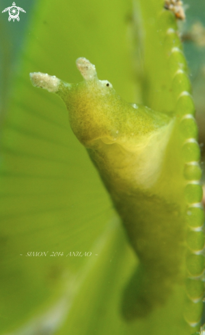 A Nudi