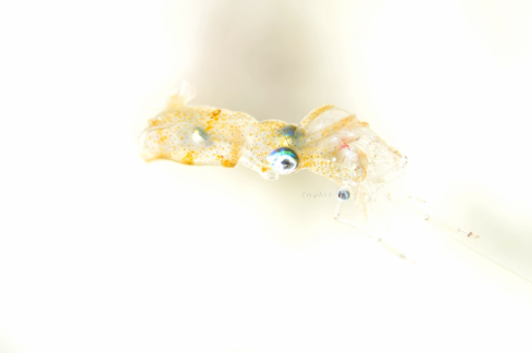 A Pygmy Squid
