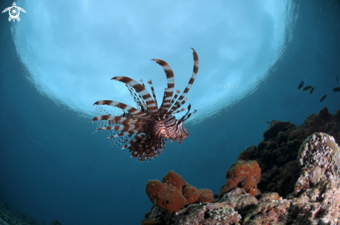 A Lion Fish