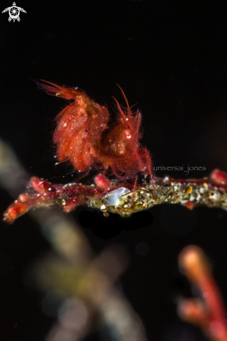 A phycocaris simulans | Hairy Shrimp (red)