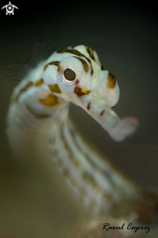 A Syngnathinae sp. | Pipe fish