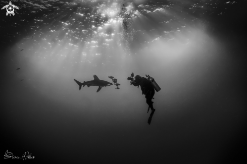 A Oceanic Whitetip