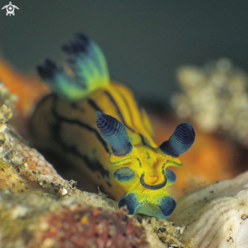 A Tambja sp. | tambja nudi