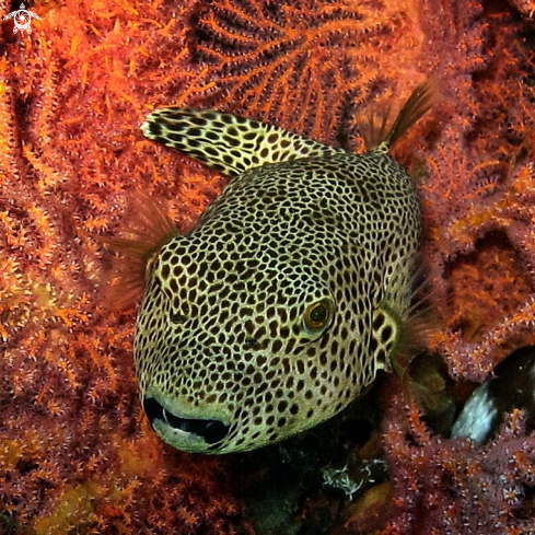 A Puffer fish