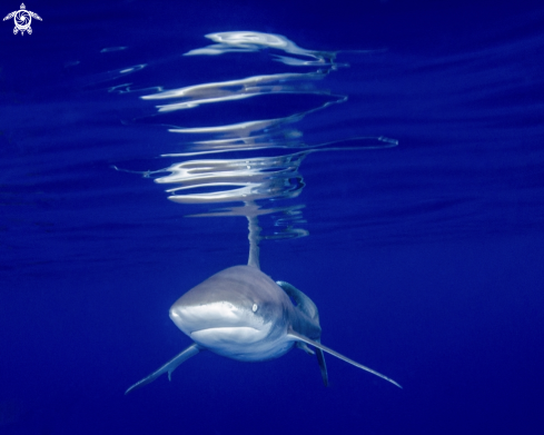 A Carcharhinus longimanus | Oceanic White Tip Shark