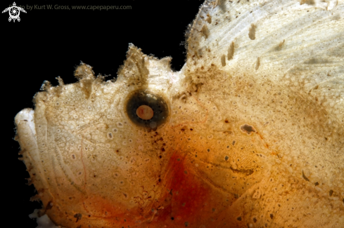 A Taenianotus triacanthus | Leaf fish