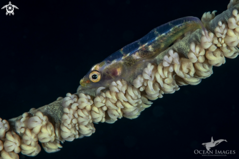 A Whipfan Goby