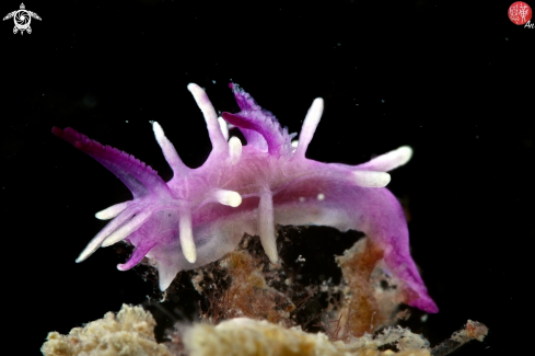 A Purple Okenia nudibranch