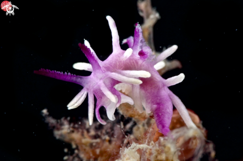 A Okenia purpurata | Purple Okenia nudibrach