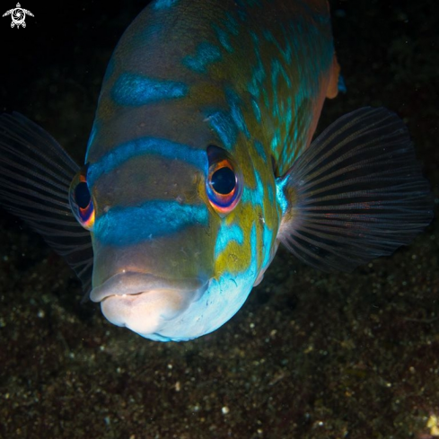 A Wrasse