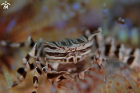 A Zebra Crab