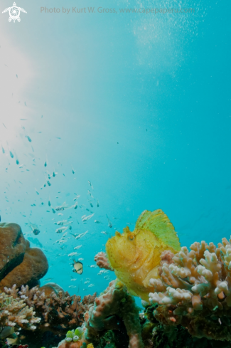 A Taenianotus triacanthus | Leaf Fish