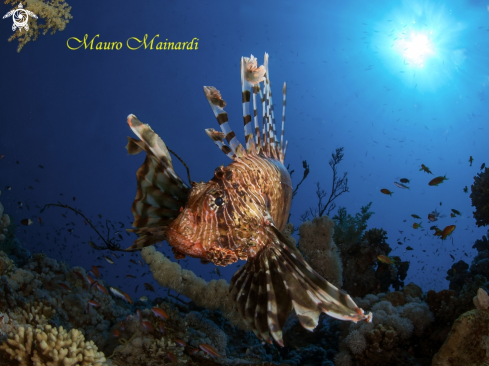 A Lionfish