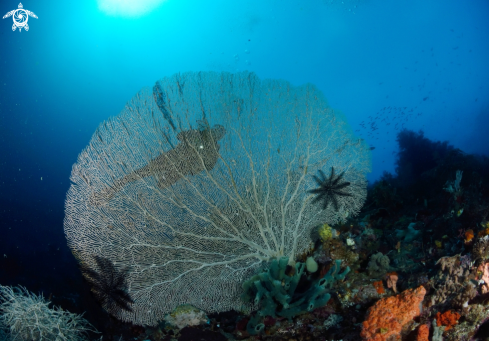 A Sea fan