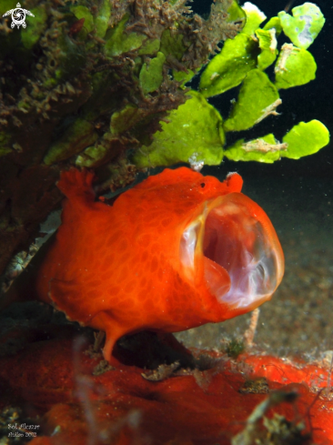 A  Antennariidae | frogfish