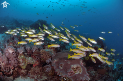 A Yellow tailed Snapper 