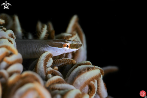 A Barred xenia pipefish