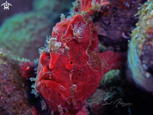 A Warty frogfish