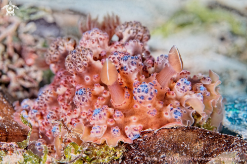 A Brocoli Nudi