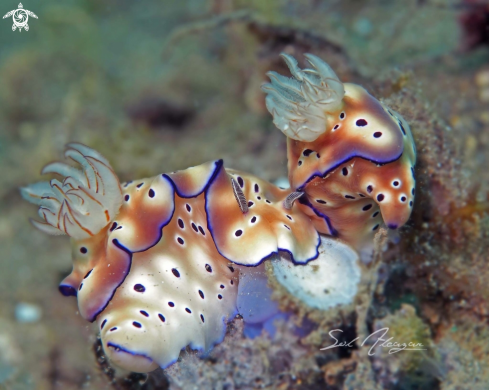 A Nudibranch