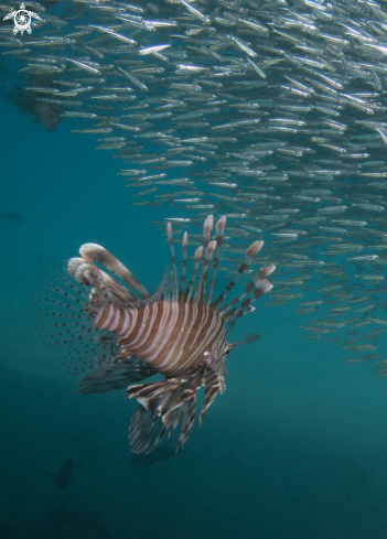 A Lion fish 