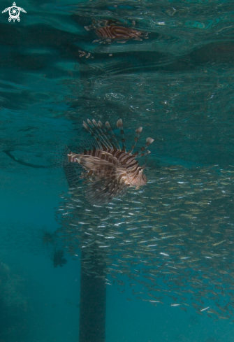 A Lionfish