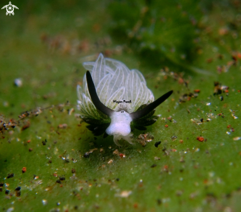 A costasiella usagi