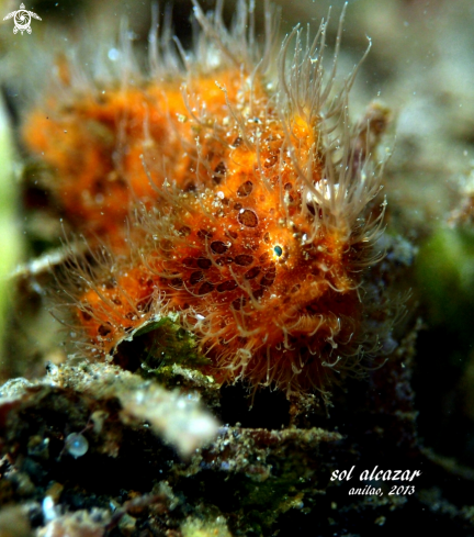 A hairy frogfish