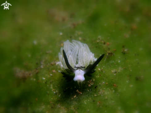 A costasiella usagi