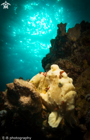 A frog fish | frog fish