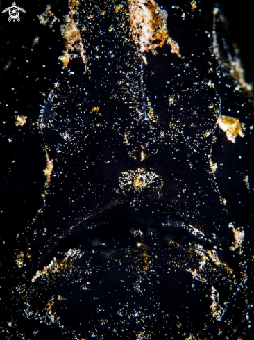 A Giant Frogfish