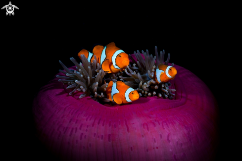 A clown fish