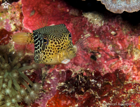 A Ostracion solorensis, female | Boxfish