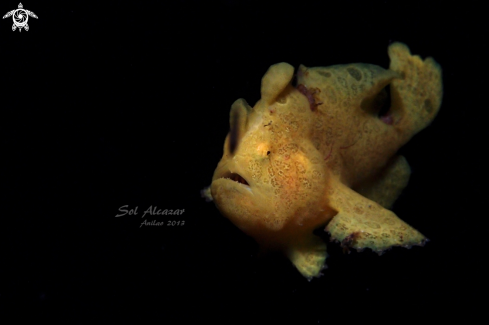 A juvenile frogfish