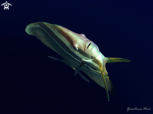 A Platax teira | Batfish